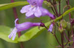 Sharpsepal beardtongue